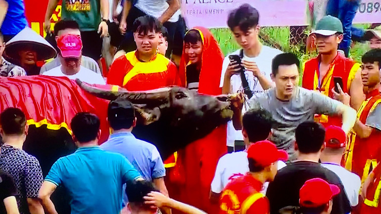 Niềm vui của chủ trâu khi trâu giành chiến thắng. Niềm vui của chủ trâu khi trâu giành chiến thắng.