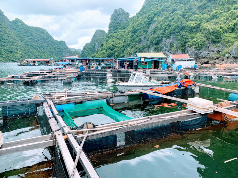 Các bè nuôi trồng thủy sản hiện đang xung đột với công tác bảo tồn, bảo vệ hệ sinh thái, môi trường tự nhiên, cảnh quan du lịch của danh thắng quốc gia quần đảo Cát Bà. Các bè nuôi trồng thủy sản hiện đang xung đột với công tác bảo tồn, bảo vệ hệ sinh thái, môi trường tự nhiên, cảnh quan du lịch của danh thắng quốc gia quần đảo Cát Bà.