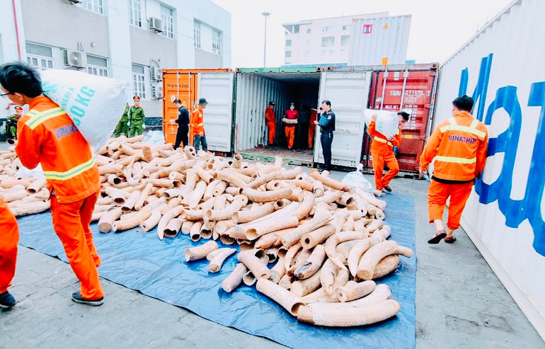 Các lực lượng chức năng vẫn đang kiểm đếm số ngà voi nhập lậu.