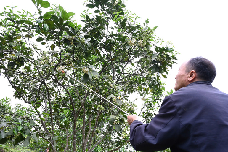 Ông Phan Trọng Chiến xã Hương Thủy (Hương Khê) dành phần lớn thời gian cho công việc thụ phấn.