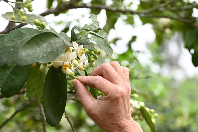 Để thụ phấn bổ sung, người dân sử dụng hạt phấn của cây bưởi khác dòng quét lên nhụy hoa bưởi Phúc Trạch.