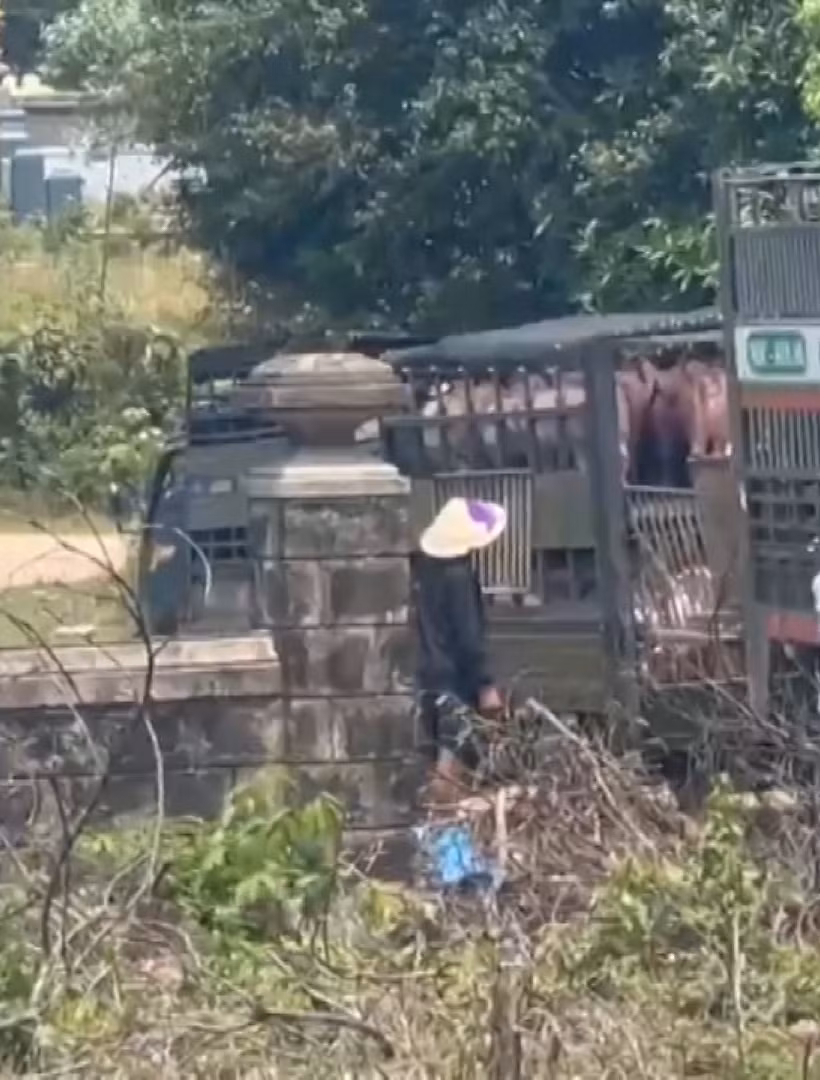 [Video] Quảng Trị: Bắt đường dây vận chuyển, mua bán hơn 250 tấn lợn bệnh