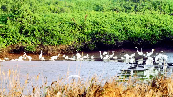 Tuyến đường di cư của chim nước quốc tế thuộc hành lang bay Đông Á-Úc châu. (Ảnh: VŨ ĐẠT)