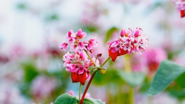 Lễ hội hoa tam giác mạch chính thức khai mạc vào tối ngày 29/11 tại xã Đồng Văn, tỉnh Tuyên Quang.