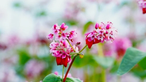 Lễ hội hoa tam giác mạch chính thức khai mạc vào tối ngày 29/11 tại xã Đồng Văn, tỉnh Tuyên Quang.