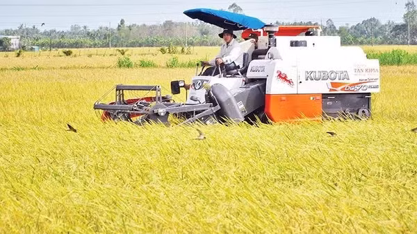 Thu hoạch lúa ST25, giống lúa cho gạo ngon nhất thế giới, theo mô hình canh tác xanh tại thành phố Cần Thơ. (Ảnh: Nguyễn Phong) 