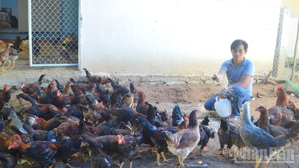 Các địa phương và người chăn nuôi ở Quảng Ngãi chủ động giám sát dịch bệnh gia súc, gia cầm.