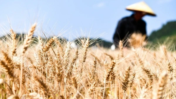 Ảnh minh họa: Tân Hoa xã 