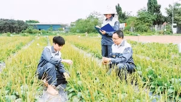 Cán bộ Trung tâm Gen và giống dược liệu quốc gia (Viện Dược liệu) nghiên cứu dược liệu trên thực địa. 