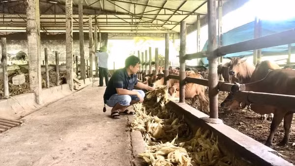 Chăn nuôi gia súc tại Hợp tác xã nông nghiệp công nghệ cao Tiến Thành, tỉnh Tuyên Quang. 