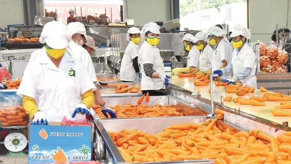 Sơ chế, đóng gói cà rốt xuất khẩu tại Hợp tác xã Đức Chính, xã Tuệ Tĩnh, thành phố Hải Phòng. (Ảnh: TRẦN AN)