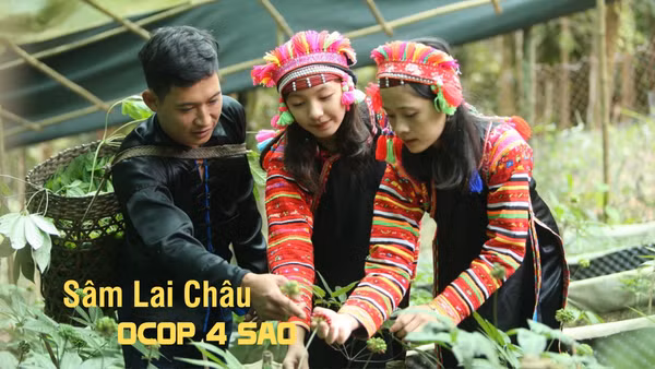 Sâm Lai Châu: OCOP 4 sao tạo sinh kế bền vững nơi núi rừng Tây Bắc