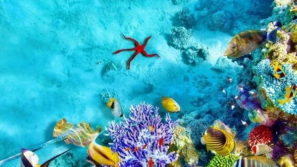 Trong những năm gần đây, đa dạng sinh học biển đang bị đe dọa, cần được cộng đồng chung tay bảo vệ. 