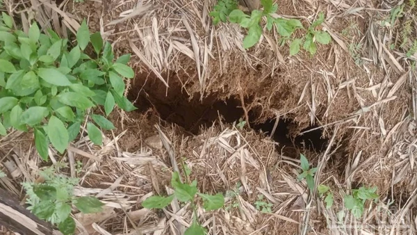 Vết nứt núi tại thôn Tây, xã Tây Trà Bồng có chiều dài khoảng 150m, có nguy cơ sạt lở, gây nguy hiểm đến khu dân cư tổ 1 và tổ 2 thuộc thôn Tây.