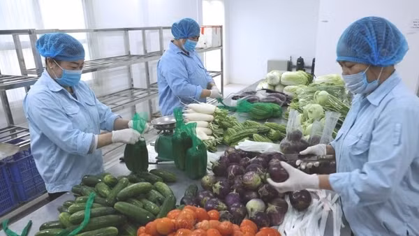Sơ chế, đóng gói sản phẩm rau củ tại Hợp tác xã Dịch vụ nông nghiệp Văn Đức, xã Bát Tràng, thành phố Hà Nội. (Ảnh: TTXVN)