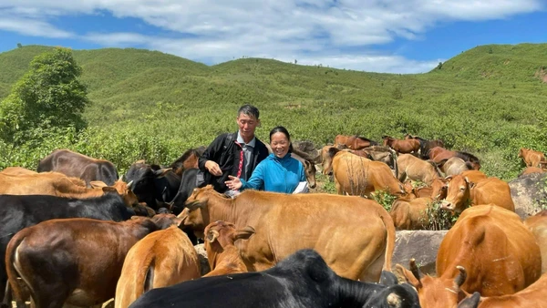 Vợ chồng ông Vàng A Là chăm sóc đàn bò của gia đình.