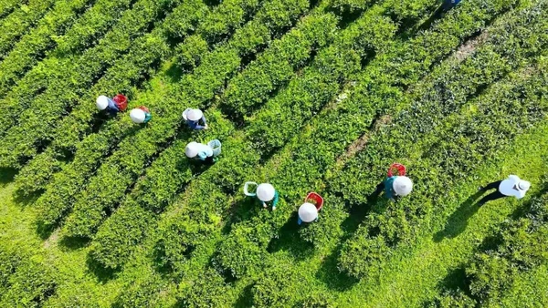 Thu hái chè vào lúc sáng sớm bảo đảm chè được thơm ngon.