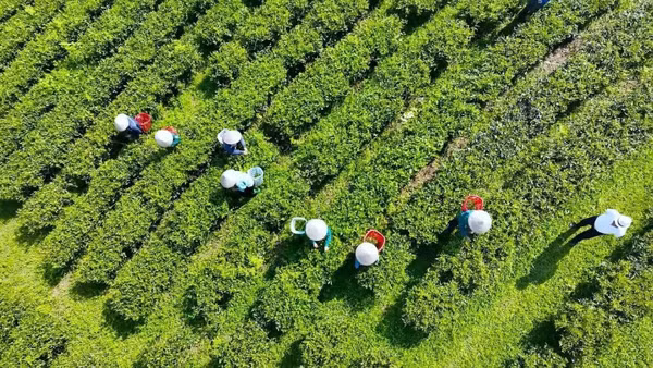 Thu hái chè vào lúc sáng sớm bảo đảm chè được thơm ngon.