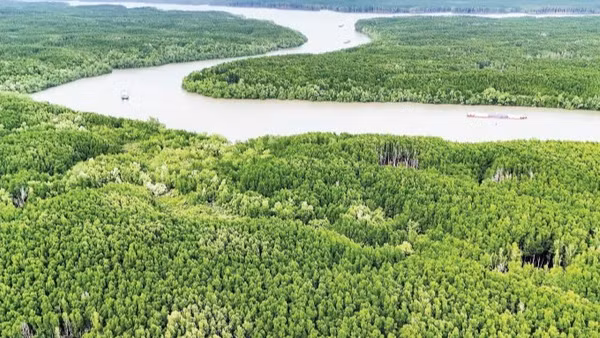 Rừng ngập mặn Cần Giờ, Thành phố Hồ Chí Minh. (Ảnh: HỒNG ĐẠT)