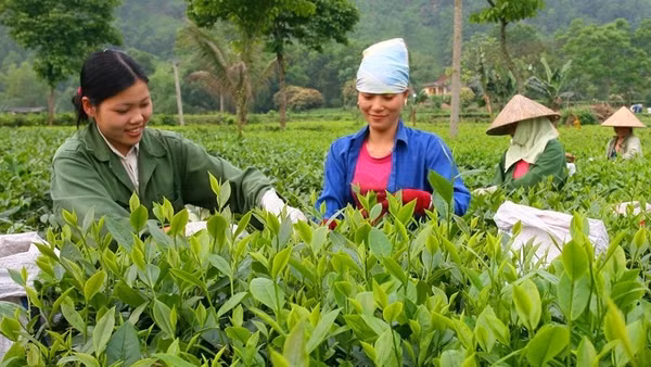 Người dân xã Tân Cương (Thái Nguyên) thu hái chè vụ xuân.