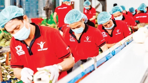 Sơ chế dừa xuất khẩu tại Công ty Vina T&T Group. (Ảnh: MINH ANH)