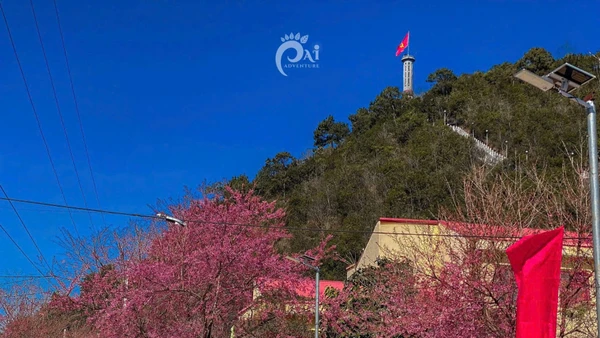 Hoa mai anh đào nở rộ tại xã Lũng Cú, tỉnh Tuyên Quang.