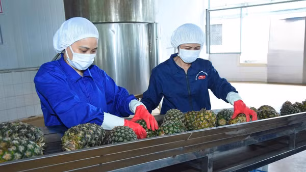 Rau quả là mặt hàng có tiềm năng tăng trưởng mạnh tại thị trường Trung Đông. Trong ảnh: Sơ chế dứa xuất khẩu tại Công ty cổ phần Thực phẩm xuất khẩu Đồng Giao. (Ảnh: ĐỨC AN)