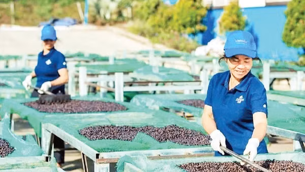 Tại khu chế biến của Công ty trách nhiệm hữu hạn Vĩnh Hiệp, từng khay cà-phê được đảo đều để bảo đảm chất lượng, phục vụ nhu cầu xuất khẩu.