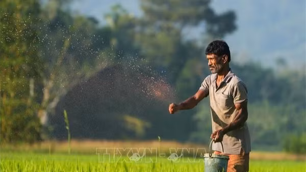Nông dân bón phân trên cánh đồng lúa tại Eheliyagoda, Sri Lanka. (Ảnh: THX/TTXVN) 