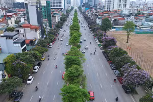 [Ảnh] Hà Nội: Hoa bằng lăng phủ tím phố phường