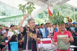 Sâm Ngọc Linh được giới thiệu, bày bán tại các phiên chợ sâm Ngọc Linh do huyện Nam Trà My (Quảng Nam) tổ chức.