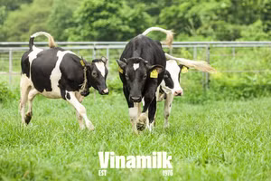 Bò sữa tại trang trại Vinamilk được tự do lựa chọn việc ra đồng cỏ, sân chơi hoặc trở về chuồng, nơi được trang bị hệ thống bảo đảm nhiệt độ tối ưu vận hành hoàn toàn tự động, nệm nằm êm như khách sạn để nghỉ ngơi…