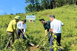 Khu vực trồng cây thuộc thôn Trăng - Tà Puồng, xã Hướng Lập, tỉnh Quảng Trị.