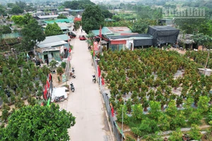 Hà Nội: Đào, quất tại nhà vườn vào vụ Tết vẫn giữ mức giá ổn định