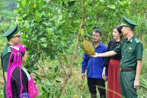 Cán bộ Đồn Biên phòng Bắc Sơn triển khai mô hình “Vườn kiểu mẫu” giúp dân phát triển kinh tế-xã hội. (Ảnh: Bộ đội Biên phòng tỉnh Quảng Ninh)