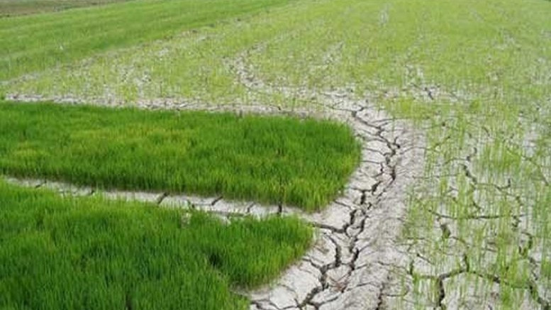 Chủ động ứng phó xâm nhập mặn ở Đồng bằng sông Cửu Long và hạn hán, cháy rừng ở khu vực Nam Trung Bộ và Đông Nam Bộ. (Ảnh: VGP)