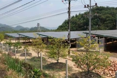 Một công trình điện mặt trời áp mái kết hợp phát triển trang trại nông nghiệp bên dưới tại Đắk Lắk. (Ảnh: Nguyễn Dũng - TTXVN)