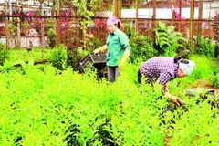 Phát triển sinh kế cho nhân dân ở vùng đệm Vườn quốc gia Ba Vì. (Ảnh: HẢI LÂM)