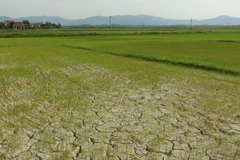 Ảnh chụp tháng 6/2019: Nhiều diện tích lúa vụ hè thu bị thiếu nước trầm trọng tại tỉnh Quảng Bình (cũ). (Ảnh: Đức Thọ - TTXVN)