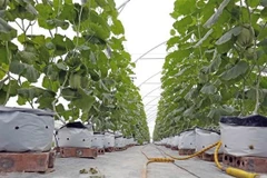 Cây trồng trong những túi đất hữu cơ của một gia đình tại tỉnh Hải Dương (cũ). (Ảnh: Trần Việt - TTXVN)