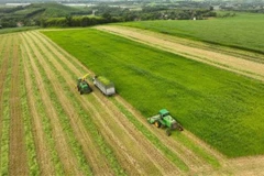 Ảnh minh họa. (Ảnh: Vũ Sinh - TTXVN)