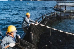 Khu vực nuôi cá chẽm công nghệ cao trên vịnh Vân Phong, tỉnh Khánh Hòa. (Ảnh: BẢO TRANG)