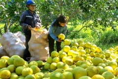 Nhãn hiệu chứng nhận “Bưởi Tuyên Hóa” tạm thời được giao cho Sở Khoa học và Công nghệ Quảng Bình quản lý khi bỏ cấp huyện.
