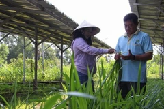 Trong ảnh: Cán bộ khuyến nông khảo sát mô hình sản xuất nông nghiệp tuần hoàn tại Hợp tác xã Mekong Ngũ Thường. (Ảnh: Hồng Thái - TTXVN)