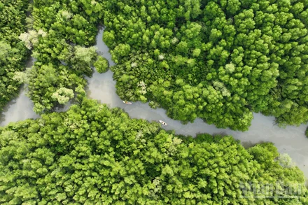 Cần Giờ nổi tiếng với mạng lưới sông ngòi chằng chịt và hệ động thực vật phong phú. Nơi đây được xem như "lá phổi xanh" của Thành phố Hồ Chí Minh, góp phần điều hòa khí hậu và bảo vệ môi trường tự nhiên.