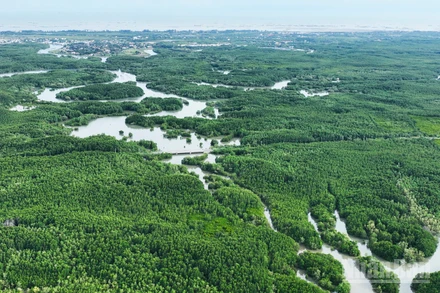 Một góc rừng ngập mặn Cần Giờ, Thành phố Hồ Chí Minh. (Ảnh THẾ ANH)