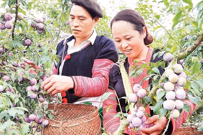 Người dân trồng mận xã Phiêng Khoài, tỉnh Sơn La thu hoạch mận hậu.