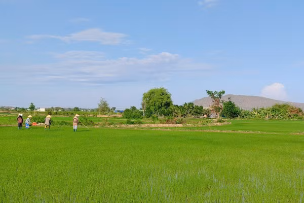 Nhiều nông dân sản xuất lúa, phát triển cánh đồng mẫu lớn. (Ảnh: THUẬN THANH)