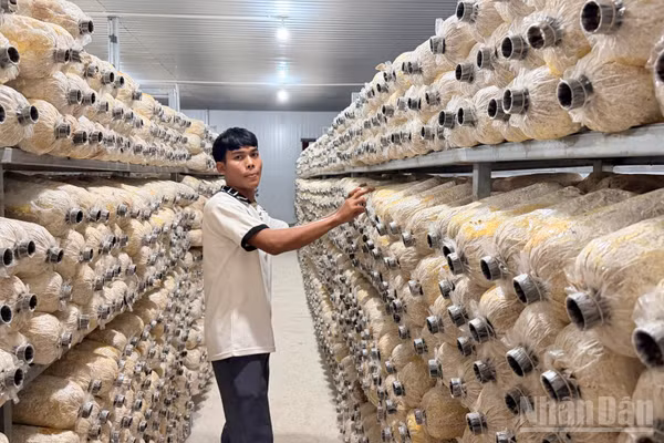 Mô hình trồng nấm đang phát triển. (Ảnh: THANH HẢI).