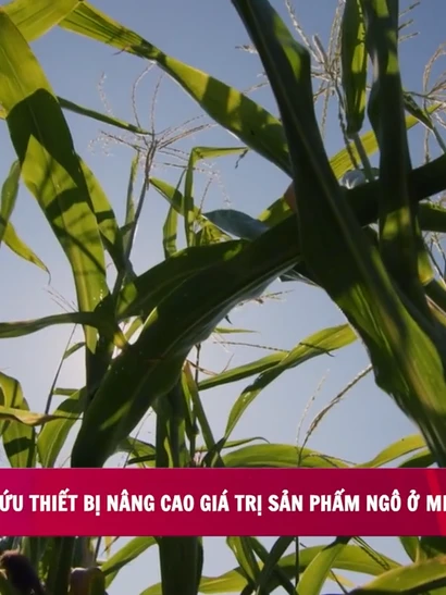 [Video] Thiết bị nâng cao giá trị sản phẩm ngô ở miền núi phía Bắc